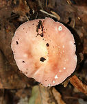 Russula fragilis Cap: 5 cm with shallowly sunken center; pink with some yellow in the center; margin had bumpy lines; very fragile<br />
<br />
Gills: White/pale yellow and attached<br />
<br />
Stem: white<br />
<br />
Habitat: Growing on the ground &ndash; on very rotten wood that was almost completely broken down; deciduous forest<br />
https://www.jungledragon.com/image/74348/russula_fragilis.html Fall,Geotagged,Russula fragilis,United States,russula
