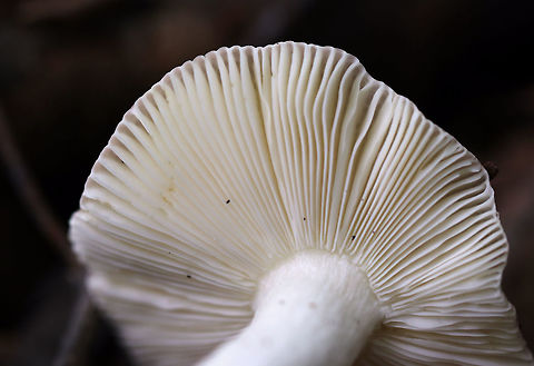 Russula fragilis Cap: 5 cm with shallowly sunken center; pink with some yellow in the center; margin had bumpy lines; very fragile

Gills: White/pale yellow and attached

Stem: white

Habitat: Growing on the ground – on very rotten wood that was almost completely broken down; deciduous forest
https://www.jungledragon.com/image/74347/russula_fragilis.html Fall,Geotagged,Russula fragilis,United States