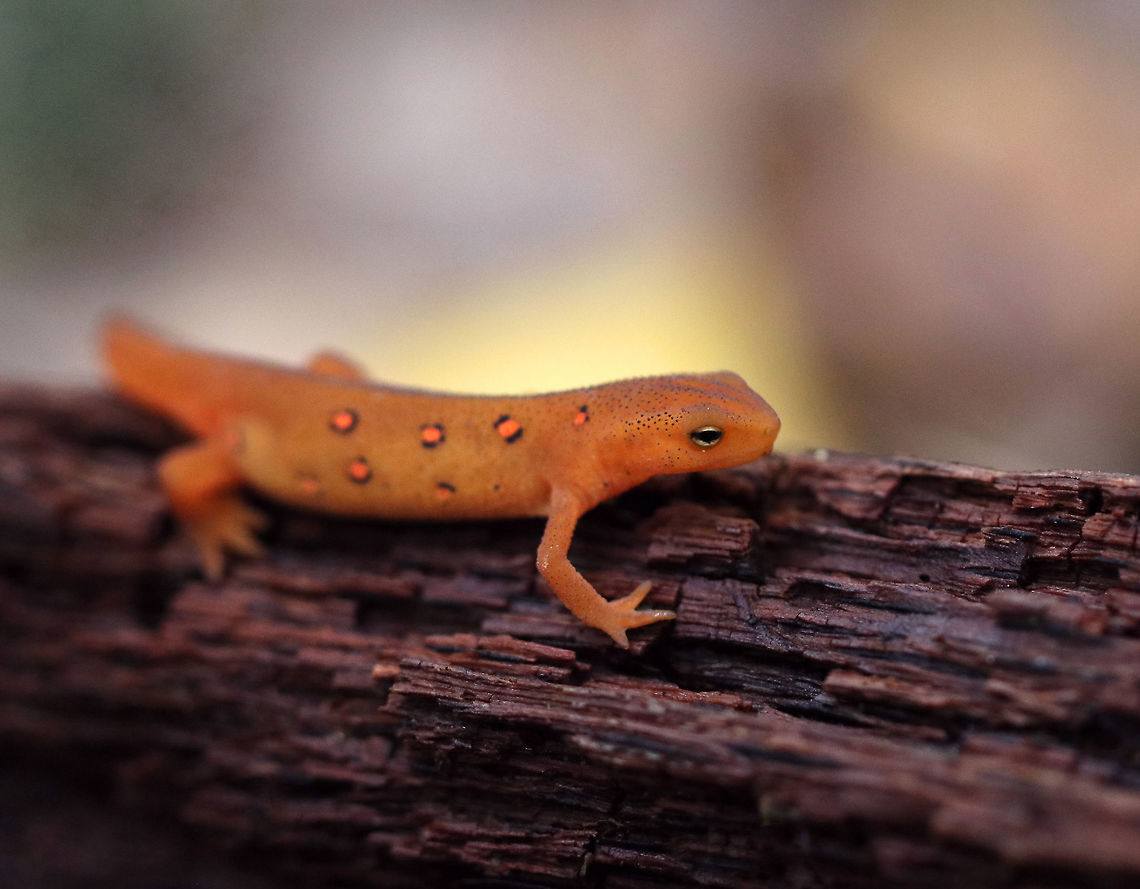 Eastern Newt (Red Eft) - Notophthalmus viridescens Red efts have bright orange aposematic coloring, with darker, reddish spots outlined in black. This stage can last up to 4 years on land, during which time efts may travel far, which ensures outcrossing in the population. Efts eat small insects, snails, and other small arthropods. During winter, they hibernate under logs or rocks.<br />
<br />
Habitat: Spotted in a mixed forest.<br />
<figure class="photo"><a href="https://www.jungledragon.com/image/74350/eastern_newt_red_eft_-_notophthalmus_viridescens.html" title="Eastern Newt (Red Eft) - Notophthalmus viridescens"><img src="https://s3.amazonaws.com/media.jungledragon.com/images/3232/74350_thumb.jpg?AWSAccessKeyId=05GMT0V3GWVNE7GGM1R2&Expires=1759968010&Signature=6hNzw10OJK7nYpXT9eWZ8i%2F2i3k%3D" width="102" height="152" alt="Eastern Newt (Red Eft) - Notophthalmus viridescens Eastern Newt (Red Eft) - Notophthalmus viridescens<br />
<br />
Red efts have bright orange aposematic coloring, with darker, reddish spots outlined in black. This stage can last up to 4 years on land, during which time efts may travel far, which ensures outcrossing in the population. Efts eat small insects, snails, and other small arthropods. During winter, they hibernate under logs or rocks.<br />
<br />
Habitat: Spotted in a mixed forest.<br />
https://www.jungledragon.com/image/74349/eastern_newt_red_eft_-_notophthalmus_viridescens.html Eastern newt,Fall,Geotagged,Notophthalmus viridescens,United States,red eft,salamander" /></a></figure> Eastern newt,Fall,Geotagged,Notophthalmus viridescens,United States. salamander