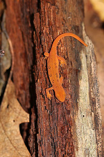 Eastern Newt (Red Eft) - Notophthalmus viridescens Eastern Newt (Red Eft) - Notophthalmus viridescens

Red efts have bright orange aposematic coloring, with darker, reddish spots outlined in black. This stage can last up to 4 years on land, during which time efts may travel far, which ensures outcrossing in the population. Efts eat small insects, snails, and other small arthropods. During winter, they hibernate under logs or rocks.

Habitat: Spotted in a mixed forest.
https://www.jungledragon.com/image/74349/eastern_newt_red_eft_-_notophthalmus_viridescens.html Eastern newt,Fall,Geotagged,Notophthalmus viridescens,United States,red eft,salamander