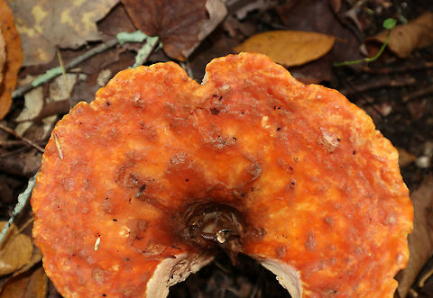 Woolly Chanterelle - Turbinellus floccosus This mushroom was the largest that I've ever seen for this species. It was at least 14 cm wide!

Habitat: Growing on the bank of a stream in a mixed forest.
https://www.jungledragon.com/image/74383/woolly_chanterelle_-_turbinellus_floccosus.html
https://www.jungledragon.com/image/74382/woolly_chanterelle_-_turbinellus_floccosus.html Fall,Geotagged,Turbinellus floccosus,United States,Woolly chanterelle,chanterelle,mushroom