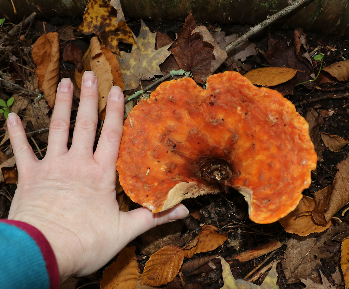 Woolly Chanterelle - Turbinellus floccosus This mushroom was the largest that I&#039;ve ever seen for this species. It was at least 14 cm wide!<br />
<br />
Habitat: Growing on the bank of a stream in a mixed forest.<br />
<figure class="photo"><a href="https://www.jungledragon.com/image/74383/woolly_chanterelle_-_turbinellus_floccosus.html" title="Woolly Chanterelle - Turbinellus floccosus"><img src="https://s3.amazonaws.com/media.jungledragon.com/images/3232/74383_thumb.jpg?AWSAccessKeyId=05GMT0V3GWVNE7GGM1R2&Expires=1767225610&Signature=lLzr7%2FCW5fQyLa2oD8t7sF7kZcc%3D" width="118" height="152" alt="Woolly Chanterelle - Turbinellus floccosus This mushroom was the largest that I&#039;ve ever seen for this species. It was at least 14 cm wide!<br />
<br />
Habitat: Growing on the bank of a stream in a mixed forest.<br />
https://www.jungledragon.com/image/74381/woolly_chanterelle_-_turbinellus_floccosus.html<br />
https://www.jungledragon.com/image/74382/woolly_chanterelle_-_turbinellus_floccosus.html Fall,Geotagged,Turbinellus floccosus,United States,Woolly chanterelle" /></a></figure><br />
<figure class="photo"><a href="https://www.jungledragon.com/image/74381/woolly_chanterelle_-_turbinellus_floccosus.html" title="Woolly Chanterelle - Turbinellus floccosus"><img src="https://s3.amazonaws.com/media.jungledragon.com/images/3232/74381_thumb.jpg?AWSAccessKeyId=05GMT0V3GWVNE7GGM1R2&Expires=1767225610&Signature=NznmujeZoiZbYoxLgSBtRS%2FI52Y%3D" width="200" height="138" alt="Woolly Chanterelle - Turbinellus floccosus This mushroom was the largest that I&#039;ve ever seen for this species. It was at least 14 cm wide!<br />
<br />
Habitat: Growing on the bank of a stream in a mixed forest.<br />
https://www.jungledragon.com/image/74383/woolly_chanterelle_-_turbinellus_floccosus.html<br />
https://www.jungledragon.com/image/74382/woolly_chanterelle_-_turbinellus_floccosus.html Fall,Geotagged,Turbinellus floccosus,United States,Woolly chanterelle,chanterelle,mushroom" /></a></figure> Fall,Geotagged,Turbinellus floccosus,United States,Woolly chanterelle