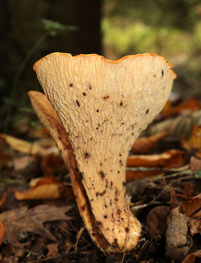 Woolly Chanterelle - Turbinellus floccosus This mushroom was the largest that I&#039;ve ever seen for this species. It was at least 14 cm wide!<br />
<br />
Habitat: Growing on the bank of a stream in a mixed forest.<br />
<figure class="photo"><a href="https://www.jungledragon.com/image/74381/woolly_chanterelle_-_turbinellus_floccosus.html" title="Woolly Chanterelle - Turbinellus floccosus"><img src="https://s3.amazonaws.com/media.jungledragon.com/images/3232/74381_thumb.jpg?AWSAccessKeyId=05GMT0V3GWVNE7GGM1R2&Expires=1763596810&Signature=wVKnEH9Wt%2FEHep9dmqkdQt9WW50%3D" width="200" height="138" alt="Woolly Chanterelle - Turbinellus floccosus This mushroom was the largest that I&#039;ve ever seen for this species. It was at least 14 cm wide!<br />
<br />
Habitat: Growing on the bank of a stream in a mixed forest.<br />
https://www.jungledragon.com/image/74383/woolly_chanterelle_-_turbinellus_floccosus.html<br />
https://www.jungledragon.com/image/74382/woolly_chanterelle_-_turbinellus_floccosus.html Fall,Geotagged,Turbinellus floccosus,United States,Woolly chanterelle,chanterelle,mushroom" /></a></figure><br />
<figure class="photo"><a href="https://www.jungledragon.com/image/74382/woolly_chanterelle_-_turbinellus_floccosus.html" title="Woolly Chanterelle - Turbinellus floccosus"><img src="https://s3.amazonaws.com/media.jungledragon.com/images/3232/74382_thumb.jpg?AWSAccessKeyId=05GMT0V3GWVNE7GGM1R2&Expires=1763596810&Signature=jmZ53HNoCU0K667CJJiKMrXwwTU%3D" width="200" height="166" alt="Woolly Chanterelle - Turbinellus floccosus This mushroom was the largest that I&#039;ve ever seen for this species. It was at least 14 cm wide!<br />
<br />
Habitat: Growing on the bank of a stream in a mixed forest.<br />
https://www.jungledragon.com/image/74383/woolly_chanterelle_-_turbinellus_floccosus.html<br />
https://www.jungledragon.com/image/74381/woolly_chanterelle_-_turbinellus_floccosus.html Fall,Geotagged,Turbinellus floccosus,United States,Woolly chanterelle" /></a></figure> Fall,Geotagged,Turbinellus floccosus,United States,Woolly chanterelle