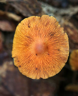 Corrugated Cortinarius - Cortinarius corrugatus Very wrinkled, orange cap with a darker central bump. Orange-brown gills. Tan stem that bruised orange.

Habitat: Growing on the ground in a deciduous forest.
https://www.jungledragon.com/image/74385/corrugated_cortinarius_-_cortinarius_corrugatus.html Corrugated Cortinarius,Cortinarius corrugatus,Fall,Geotagged,United States,cortinar,mushroom