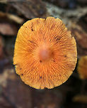 Corrugated Cortinarius - Cortinarius corrugatus Very wrinkled, orange cap with a darker central bump. Orange-brown gills. Tan stem that bruised orange.<br />
<br />
Habitat: Growing on the ground in a deciduous forest.<br />
https://www.jungledragon.com/image/74385/corrugated_cortinarius_-_cortinarius_corrugatus.html Corrugated Cortinarius,Cortinarius corrugatus,Fall,Geotagged,United States,cortinar,mushroom