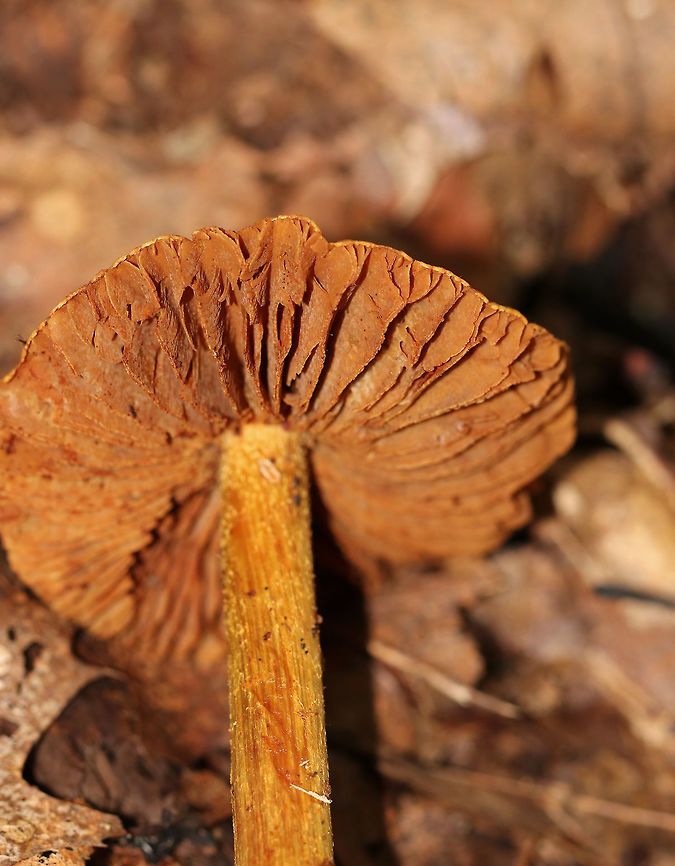Corrugated Cortinarius - Cortinarius corrugatus Very wrinkled, orange cap with a darker central bump. Orange-brown gills. Tan stem that bruised orange.<br />
<br />
Habitat: Growing on the ground in a deciduous forest.<br />
<figure class="photo"><a href="https://www.jungledragon.com/image/74384/corrugated_cortinarius_-_cortinarius_corrugatus.html" title="Corrugated Cortinarius - Cortinarius corrugatus"><img src="https://s3.amazonaws.com/media.jungledragon.com/images/3232/74384_thumb.jpg?AWSAccessKeyId=05GMT0V3GWVNE7GGM1R2&Expires=1759968010&Signature=Ce2NAKbf2MVgMaqQiFP4JP5WPOM%3D" width="124" height="152" alt="Corrugated Cortinarius - Cortinarius corrugatus Very wrinkled, orange cap with a darker central bump. Orange-brown gills. Tan stem that bruised orange.<br />
<br />
Habitat: Growing on the ground in a deciduous forest.<br />
https://www.jungledragon.com/image/74385/corrugated_cortinarius_-_cortinarius_corrugatus.html Corrugated Cortinarius,Cortinarius corrugatus,Fall,Geotagged,United States,cortinar,mushroom" /></a></figure> Corrugated Cortinarius,Cortinarius corrugatus,Fall,Geotagged,United States