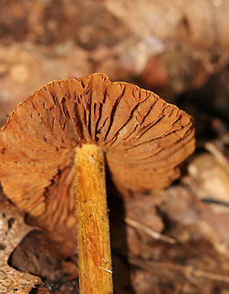 Corrugated Cortinarius - Cortinarius corrugatus Very wrinkled, orange cap with a darker central bump. Orange-brown gills. Tan stem that bruised orange.

Habitat: Growing on the ground in a deciduous forest.
https://www.jungledragon.com/image/74384/corrugated_cortinarius_-_cortinarius_corrugatus.html Corrugated Cortinarius,Cortinarius corrugatus,Fall,Geotagged,United States