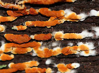 Crust Fungus - Botryobasidium Reddish orange crust growing on decorticated wood in a mixed forest.<br />
https://www.jungledragon.com/image/74387/crust_fungus_-_botryobasidium.html Botryobasidium,Fall,Geotagged,United States,crust fungus,fungus