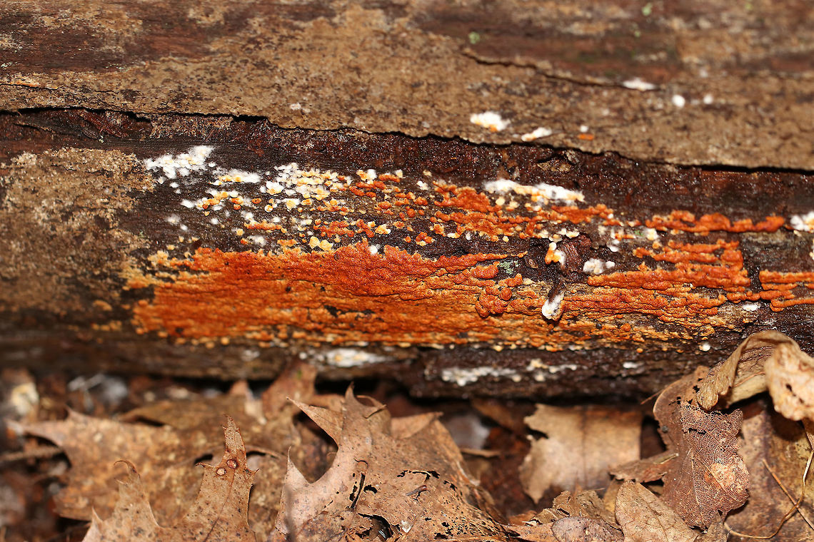 Crust Fungus - Botryobasidium Reddish orange crust growing on decorticated wood in a mixed forest.<br />
<figure class="photo"><a href="https://www.jungledragon.com/image/74386/crust_fungus_-_botryobasidium.html" title="Crust Fungus - Botryobasidium"><img src="https://s3.amazonaws.com/media.jungledragon.com/images/3232/74386_thumb.jpg?AWSAccessKeyId=05GMT0V3GWVNE7GGM1R2&Expires=1759968010&Signature=ru5TruENECIwJPNBpU0gp%2B1hvDM%3D" width="200" height="150" alt="Crust Fungus - Botryobasidium Reddish orange crust growing on decorticated wood in a mixed forest.<br />
https://www.jungledragon.com/image/74387/crust_fungus_-_botryobasidium.html Botryobasidium,Fall,Geotagged,United States,crust fungus,fungus" /></a></figure> Fall,Geotagged,United States