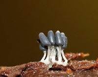 Slime mold - Arcyria cinerea Some had white tops, while others were gray. They were growing in clusters and had white stalks. And, they were of course very tiny...Maybe 1-2 mm tall.<br />
<br />
Habitat: Growing on rotten wood beside a pond.<br />
https://www.jungledragon.com/image/74390/slime_mold_-_arcyria_sp.html Arcyria cinerea,Fall,Geotagged,United States,arcyria,slime mold