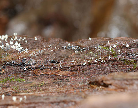Slime mold - Arcyria cinerea Some had white tops, while others were gray. They were growing in clusters and had white stalks. And, they were of course very tiny...Maybe 1-2 mm tall.

Habitat: Growing on rotten wood beside a pond.
https://www.jungledragon.com/image/74389/slime_mold_-_arcyria_sp.html Arcyria cinerea,Fall,Geotagged,United States