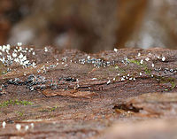 Slime mold - Arcyria cinerea Some had white tops, while others were gray. They were growing in clusters and had white stalks. And, they were of course very tiny...Maybe 1-2 mm tall.<br />
<br />
Habitat: Growing on rotten wood beside a pond.<br />
https://www.jungledragon.com/image/74389/slime_mold_-_arcyria_sp.html Arcyria cinerea,Fall,Geotagged,United States