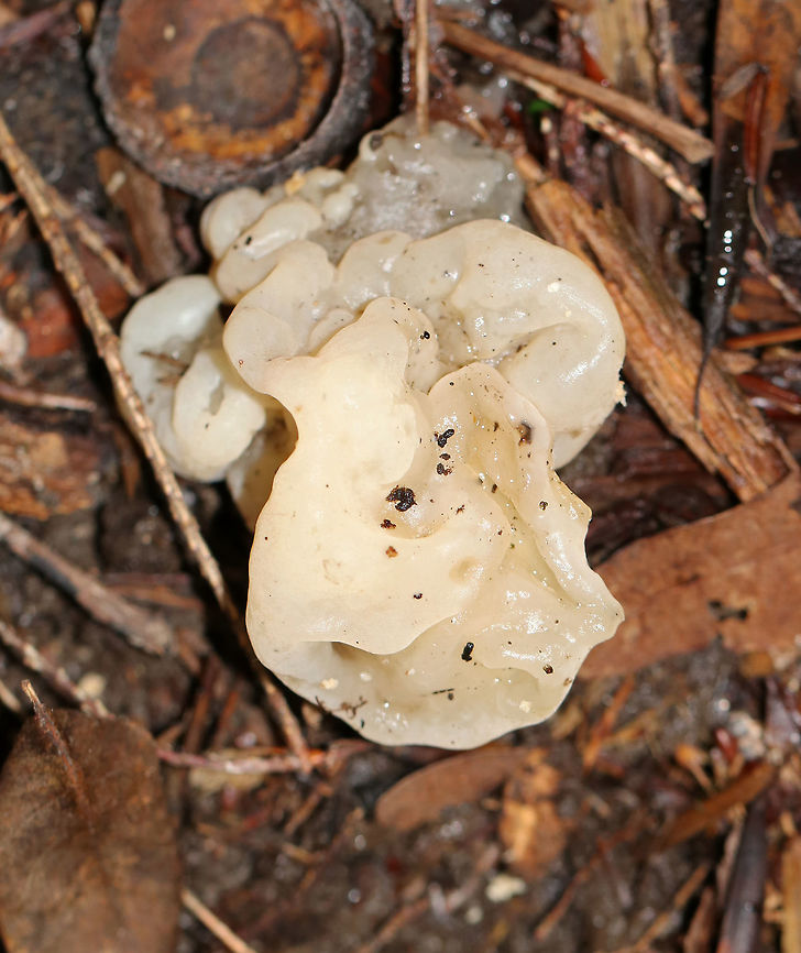 White Coral Jelly Fungus - Sebacina sparassoidea Habitat: Mixed forest Fall,Geotagged,Sebacina,Sebacina sparassoidea,United States,White Coral Jelly Fungus,fungus,jelly fungus