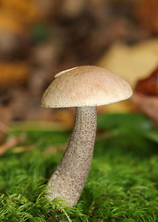 Birch Scaber Stalk - Leccinum scabrum 
Habitat: Growing near the edge of a pond in a mixed, but mostly deciduous, forest. Birch bolete,Fall,Geotagged,Leccinum scabrum,United States,birch scaber stalk,bolete,leccinum,mushroom
