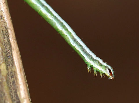 White Pine Angle - Macaria pinistrobata Tiny caterpillar that was no more than 15 mm long -  it was the size of a pine needle, which is what I initially thought it was!  They rest and feed along pine needles. The reddish brown marking on the head resembles a pine needle sheath.

Habitat: Spotted by my son (who insisted it was a caterpillar after I had brushed it off as just being a pine needle). It was on a wooden post that was under a white pine (Pinus strobus) tree.

*I've posted this on BugGuide for species confirmation because this genus can be tricky...

https://www.jungledragon.com/image/74394/white_pine_angle_-_macaria_pinistrobata.html Fall,Geotagged,Macaria,Macaria pinistrobata,United States,caterpillar,pinistrobata,white pine angle