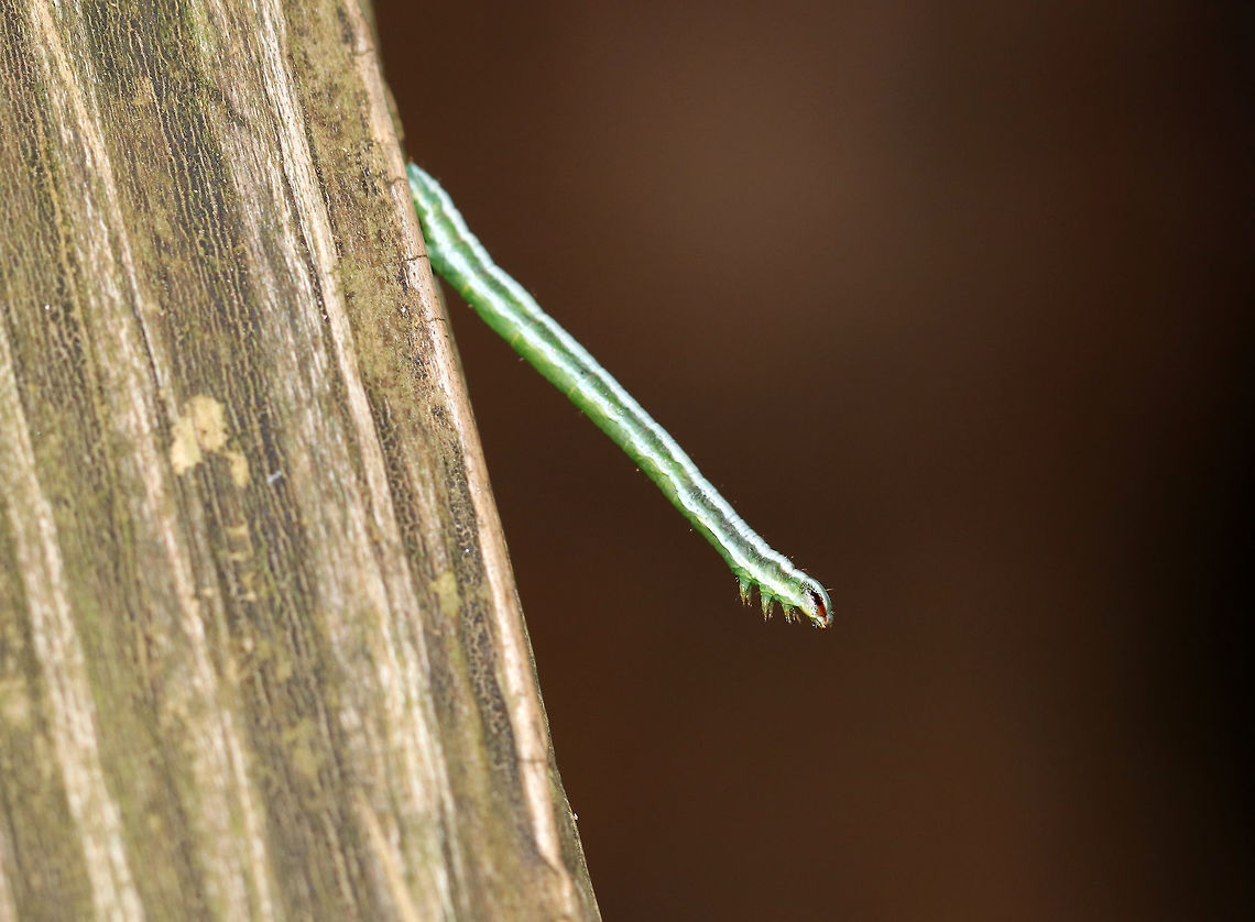 White Pine Angle - Macaria pinistrobata Tiny caterpillar that was no more than 15 mm long - it was the size of a pine needle, which is what I initially thought it was! They rest and feed along pine needles. The reddish brown marking on the head resembles a pine needle sheath.<br />
<br />
Habitat: Spotted by my son (who insisted it was a caterpillar after I had brushed it off as just being a pine needle). It was on a wooden post that was under a white pine (Pinus strobus) tree.<br />
<figure class="photo"><a href="https://www.jungledragon.com/image/74393/white_pine_angle_-_macaria_pinistrobata.html" title="White Pine Angle - Macaria pinistrobata"><img src="https://s3.amazonaws.com/media.jungledragon.com/images/3232/74393_thumb.jpg?AWSAccessKeyId=05GMT0V3GWVNE7GGM1R2&Expires=1759968010&Signature=tsvi9TVBSqSuzhzkIbkglaGuJH8%3D" width="200" height="150" alt="White Pine Angle - Macaria pinistrobata Tiny caterpillar that was no more than 15 mm long - it was the size of a pine needle, which is what I initially thought it was! They rest and feed along pine needles. The reddish brown marking on the head resembles a pine needle sheath.<br />
<br />
Habitat: Spotted by my son (who insisted it was a caterpillar after I had brushed it off as just being a pine needle). It was on a wooden post that was under a white pine (Pinus strobus) tree.<br />
<br />
*I've posted this on BugGuide for species confirmation because this genus can be tricky...<br />
<br />
https://www.jungledragon.com/image/74394/white_pine_angle_-_macaria_pinistrobata.html Fall,Geotagged,Macaria,Macaria pinistrobata,United States,caterpillar,pinistrobata,white pine angle" /></a></figure> Fall,Geotagged,Macaria pinistrobata,United States,pinistrobata