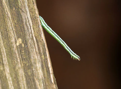 White Pine Angle - Macaria pinistrobata Tiny caterpillar that was no more than 15 mm long - it was the size of a pine needle, which is what I initially thought it was! They rest and feed along pine needles. The reddish brown marking on the head resembles a pine needle sheath.

Habitat: Spotted by my son (who insisted it was a caterpillar after I had brushed it off as just being a pine needle). It was on a wooden post that was under a white pine (Pinus strobus) tree.
https://www.jungledragon.com/image/74393/white_pine_angle_-_macaria_pinistrobata.html Fall,Geotagged,Macaria pinistrobata,United States,pinistrobata