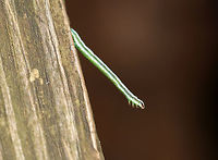 White Pine Angle - Macaria pinistrobata Tiny caterpillar that was no more than 15 mm long - it was the size of a pine needle, which is what I initially thought it was! They rest and feed along pine needles. The reddish brown marking on the head resembles a pine needle sheath.<br />
<br />
Habitat: Spotted by my son (who insisted it was a caterpillar after I had brushed it off as just being a pine needle). It was on a wooden post that was under a white pine (Pinus strobus) tree.<br />
https://www.jungledragon.com/image/74393/white_pine_angle_-_macaria_pinistrobata.html Fall,Geotagged,Macaria pinistrobata,United States,pinistrobata