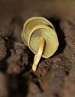 Clustered Woodlover -  Hypholoma fasciculare Habitat: Growing on a dying tree in a mixed forest Clustered Woodlover,Fall,Geotagged,Hypholoma fasciculare,United States,hypholoma,mushroom