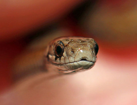 Dekay's Brown Snake - Storeria dekayi I love these tiny snakes! In this shot, I was holding it between my fingers, trying to get a shot of its face...

Small, tan snake with two rows of dark brown spots down its back. This snake was approximately 10-12 cm long. 

Habitat: Spotted along the bank of a river in a deciduous forest. De Kay's snake,Fall,Geotagged,Storeria dekayi,United States,snake