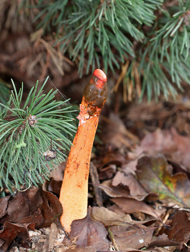 Phallus rugulosus This mushroom truly smells much worse than it looks. After all, it&#039;s called a &quot;stinkhorn&quot; for a reason. It has a spike-like orange fruiting body with small pockmarks and an olive-brown, gelatinous, stinky spore mass towards the apex, which is called the gleba. The fetid odor of the gleba attracts flies. The gleba sticks to the flies as they feed on it, and the flies then mechanically spread the fungus when they land in different places. In addition, the flies further aid in spore dispersal by frantically sucking up the gleba as they can consume as much as 80 percent of their body weight in stinkhorn gleba daily! This putrid gorging upsets the fly&#039;s digestive system, which then enables the spores to quickly make their exit from the fly&#039;s hindgut. Fall,Geotagged,Phallus,Phallus rugulosus,United States,stinkhorn