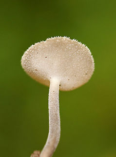 Felt Saddle Mushroom - Helvella macropus This mushroom is so  fuzzy!

Habitat: Growing along tree roots in a deciduous forest. Fall,Geotagged,Helvella macropus,United States,felt saddle,helvella