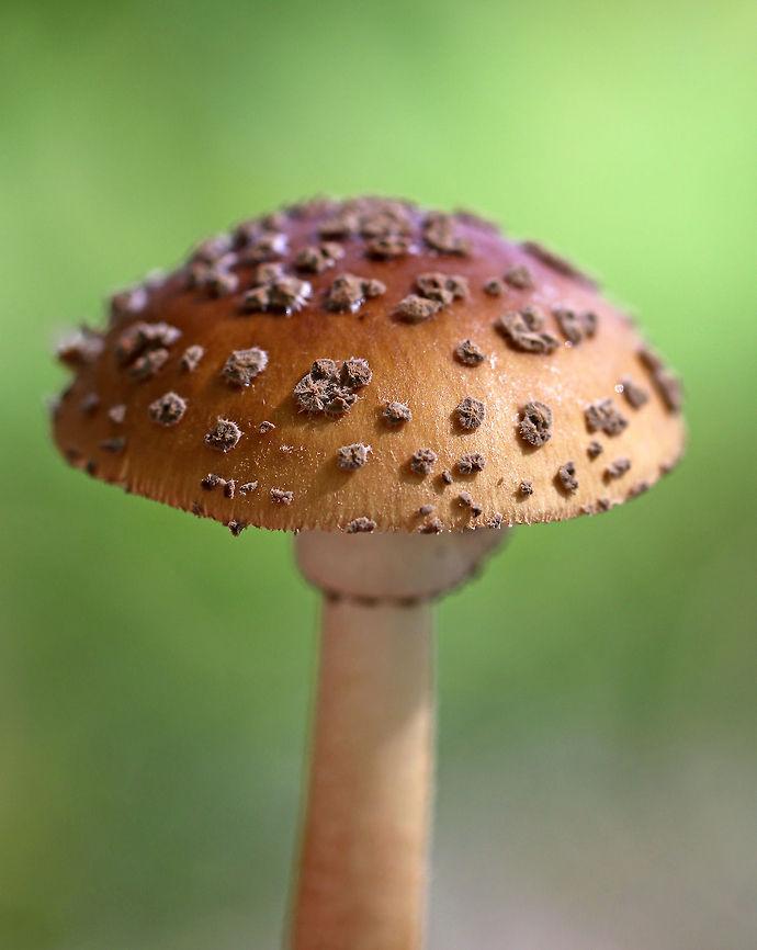Amanita sect. Validae Habitat: Deciduous forest<br />
<figure class="photo"><a href="https://www.jungledragon.com/image/74402/amanita_sect._validae.html" title="Amanita sect. Validae"><img src="https://s3.amazonaws.com/media.jungledragon.com/images/3232/74402_thumb.jpg?AWSAccessKeyId=05GMT0V3GWVNE7GGM1R2&Expires=1759968010&Signature=BTGaMsk6VspjA9dXJxAFZ67XUgM%3D" width="116" height="152" alt="Amanita sect. Validae Habitat: Deciduous forest<br />
https://www.jungledragon.com/image/74400/amanita_sect._amanita.html<br />
 Fall,Geotagged,United States" /></a></figure><br />
<figure class="photo"><a href="https://www.jungledragon.com/image/74401/amanita_sect._validae.html" title="Amanita sect. Validae"><img src="https://s3.amazonaws.com/media.jungledragon.com/images/3232/74401_thumb.jpg?AWSAccessKeyId=05GMT0V3GWVNE7GGM1R2&Expires=1759968010&Signature=7i47xXcRX0%2FhgnrbBtsjjEHLuzo%3D" width="200" height="158" alt="Amanita sect. Validae Habitat: Deciduous forest<br />
https://www.jungledragon.com/image/74400/amanita_sect._amanita.html<br />
https://www.jungledragon.com/image/74402/amanita_sect._amanita.html Fall,Geotagged,United States" /></a></figure><br />
 Fall,Geotagged,United States,amanita,mushroom