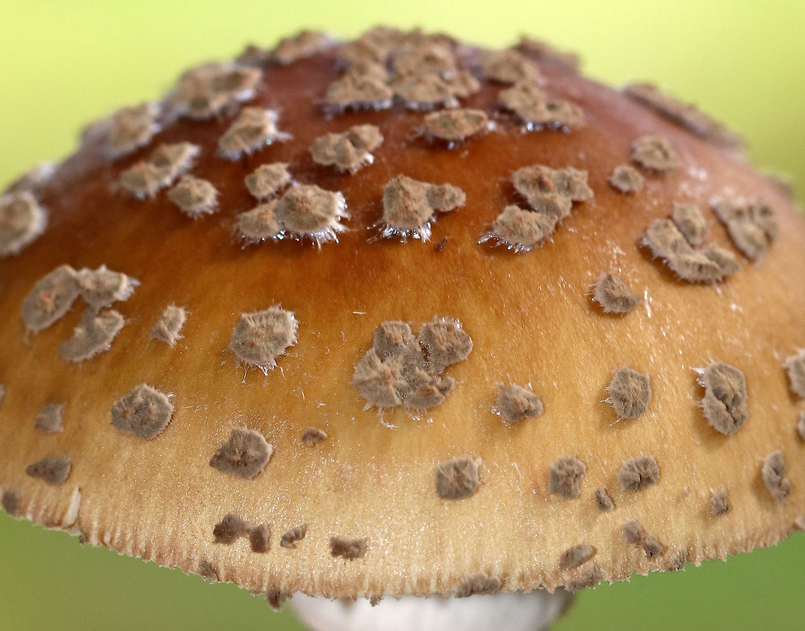 Amanita sect. Validae Habitat: Deciduous forest<br />
<figure class="photo"><a href="https://www.jungledragon.com/image/74400/amanita_sect._validae.html" title="Amanita sect. Validae"><img src="https://s3.amazonaws.com/media.jungledragon.com/images/3232/74400_thumb.jpg?AWSAccessKeyId=05GMT0V3GWVNE7GGM1R2&Expires=1769040010&Signature=xmEFY7pxdQgs1W3zTBfSifcAIWA%3D" width="122" height="152" alt="Amanita sect. Validae Habitat: Deciduous forest<br />
https://www.jungledragon.com/image/74402/amanita_sect._amanita.html<br />
https://www.jungledragon.com/image/74401/amanita_sect._amanita.html<br />
 Fall,Geotagged,United States,amanita,mushroom" /></a></figure><br />
<figure class="photo"><a href="https://www.jungledragon.com/image/74402/amanita_sect._validae.html" title="Amanita sect. Validae"><img src="https://s3.amazonaws.com/media.jungledragon.com/images/3232/74402_thumb.jpg?AWSAccessKeyId=05GMT0V3GWVNE7GGM1R2&Expires=1769040010&Signature=Yf42WBKnSEv7TGeLEhn0AP6qhGY%3D" width="116" height="152" alt="Amanita sect. Validae Habitat: Deciduous forest<br />
https://www.jungledragon.com/image/74400/amanita_sect._amanita.html<br />
 Fall,Geotagged,United States" /></a></figure> Fall,Geotagged,United States