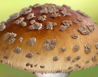 Amanita sect. Validae Habitat: Deciduous forest<br />
https://www.jungledragon.com/image/74400/amanita_sect._amanita.html<br />
https://www.jungledragon.com/image/74402/amanita_sect._amanita.html Fall,Geotagged,United States