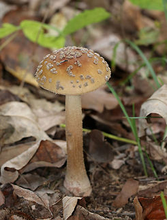 Amanita sect. Validae Habitat: Deciduous forest
https://www.jungledragon.com/image/74400/amanita_sect._amanita.html
 Fall,Geotagged,United States