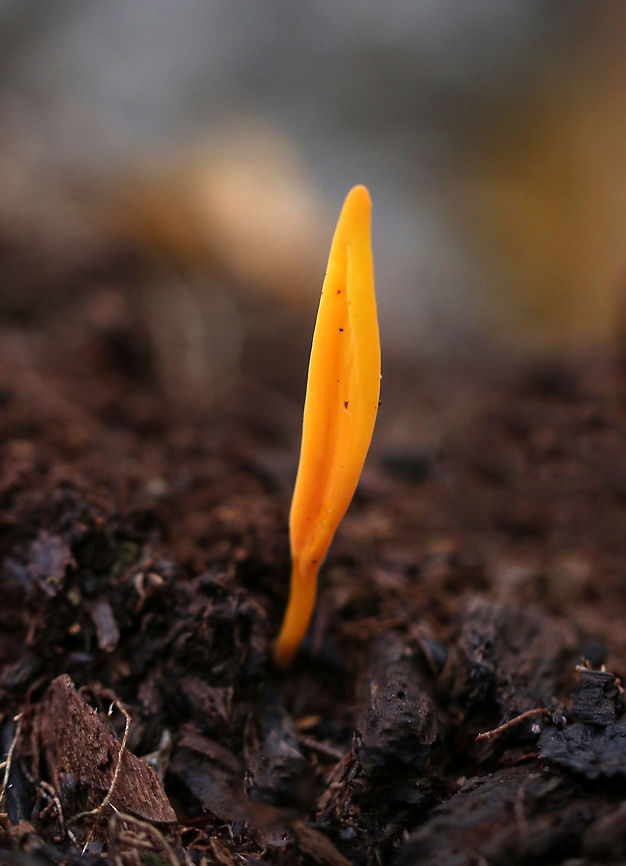 Orange Earth Tongue - Microglossum rufum This earth tongue was longer and more orange than I usually find.<br />
<br />
Habitat: Growing on the ground in a mixed forest Fall,Geotagged,Microglossum,Microglossum rufum,Orange Earth Tongue,United States,earth tongue