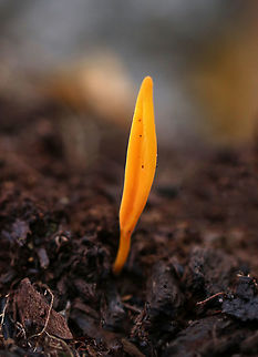 Orange Earth Tongue - Microglossum rufum This earth tongue was longer and more orange than I usually find.

Habitat: Growing on the ground in a mixed forest Fall,Geotagged,Microglossum,Microglossum rufum,Orange Earth Tongue,United States,earth tongue