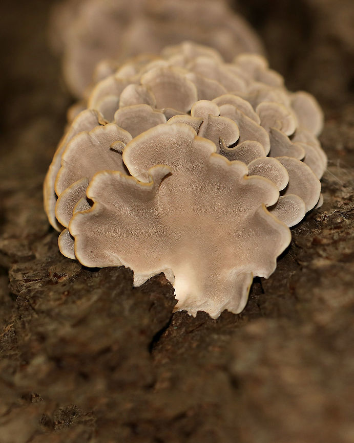 Shelf Fungus - Trametes sp. I haven&#039;t been able to determine the species on this fungus yet. The top of the fruiting bodies were hairy, neutrally colored, and zoned. They were fairly flexible and had wavy margins. The pore surface was dingy, gray/white and had 2-3 pores per mm.<br />
<br />
Habitat: Growing on a dying tree. I don&#039;t remember if it was hardwood or a conifer, but it was in an area with mostly hardwood trees and very few conifers.<br />
<figure class="photo"><a href="https://www.jungledragon.com/image/74427/shelf_fungus_-_trametes_sp.html" title="Shelf Fungus - Trametes sp."><img src="https://s3.amazonaws.com/media.jungledragon.com/images/3232/74427_thumb.jpg?AWSAccessKeyId=05GMT0V3GWVNE7GGM1R2&Expires=1759968010&Signature=PiqDedQ7f41B%2BIYz7QWzuxRdJKE%3D" width="200" height="164" alt="Shelf Fungus - Trametes sp. I haven&#039;t been able to determine the species on this fungus yet. The top of the fruiting bodies were hairy, neutrally colored, and zoned. They were fairly flexible and had wavy margins. The pore surface was dingy, gray/white and had 2-3 pores per mm.<br />
<br />
Habitat: Growing on a dying tree. I don&#039;t remember if it was hardwood or a conifer, but it was in an area with mostly hardwood trees and very few conifers.<br />
https://www.jungledragon.com/image/74426/shelf_fungus_-_trametes_sp.html Fall,Fungus,Geotagged,United States,trametes" /></a></figure><br />
 Fall,Geotagged,United States,fungus,trametes