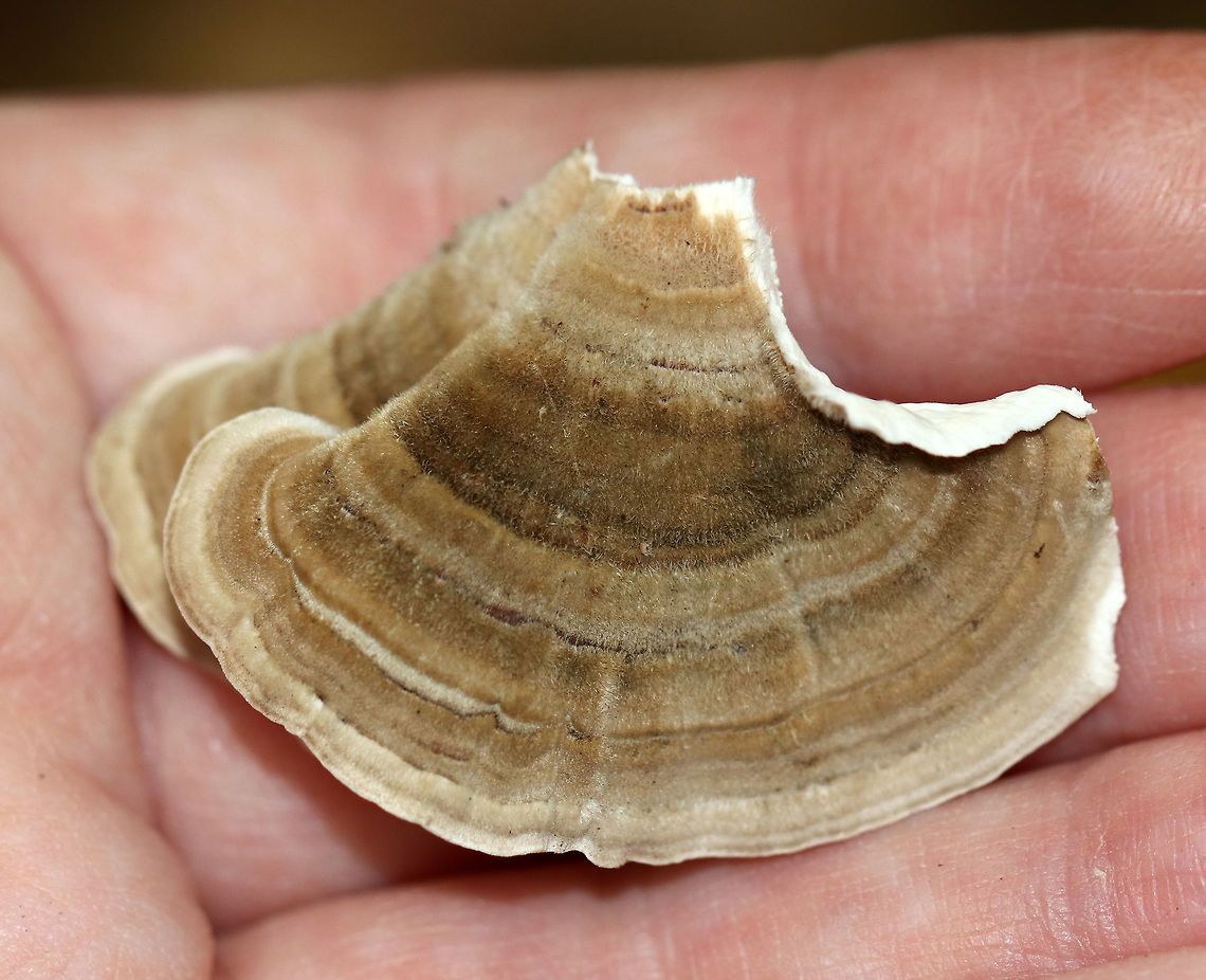 Shelf Fungus - Trametes sp. I haven't been able to determine the species on this fungus yet. The top of the fruiting bodies were hairy, neutrally colored, and zoned. They were fairly flexible and had wavy margins. The pore surface was dingy, gray/white and had 2-3 pores per mm.<br />
<br />
Habitat: Growing on a dying tree. I don't remember if it was hardwood or a conifer, but it was in an area with mostly hardwood trees and very few conifers.<br />
<figure class="photo"><a href="https://www.jungledragon.com/image/74426/shelf_fungus_-_trametes_sp.html" title="Shelf Fungus - Trametes sp."><img src="https://s3.amazonaws.com/media.jungledragon.com/images/3232/74426_thumb.jpg?AWSAccessKeyId=05GMT0V3GWVNE7GGM1R2&Expires=1769040010&Signature=87NNjM3t6htdxvlVAOVmZVi%2BrJg%3D" width="122" height="152" alt="Shelf Fungus - Trametes sp. I haven't been able to determine the species on this fungus yet. The top of the fruiting bodies were hairy, neutrally colored, and zoned. They were fairly flexible and had wavy margins. The pore surface was dingy, gray/white and had 2-3 pores per mm.<br />
<br />
Habitat: Growing on a dying tree. I don't remember if it was hardwood or a conifer, but it was in an area with mostly hardwood trees and very few conifers.<br />
https://www.jungledragon.com/image/74427/shelf_fungus_-_trametes_sp.html<br />
 Fall,Geotagged,United States,fungus,trametes" /></a></figure> Fall,Fungus,Geotagged,United States,trametes
