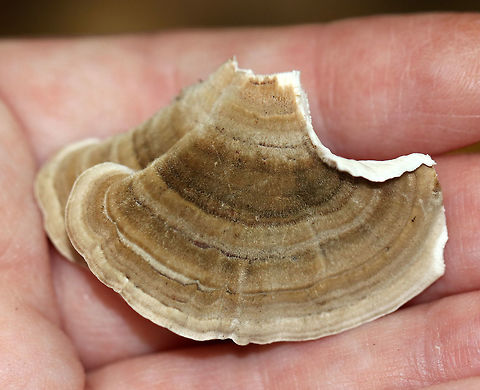 Shelf Fungus - Trametes sp. I haven't been able to determine the species on this fungus yet. The top of the fruiting bodies were hairy, neutrally colored, and zoned. They were fairly flexible and had wavy margins. The pore surface was dingy, gray/white and had 2-3 pores per mm.

Habitat: Growing on a dying tree. I don't remember if it was hardwood or a conifer, but it was in an area with mostly hardwood trees and very few conifers.
https://www.jungledragon.com/image/74426/shelf_fungus_-_trametes_sp.html Fall,Fungus,Geotagged,United States,trametes