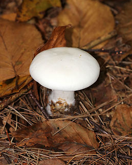 Foul Clitocybe - Clitocybe robusta All white mushroom that was approximately 6 cm tall. The gills had a slight yellow tint and ran down the stem a bit. The cap was dry and the margin was inrolled. Stem base was slightly enlarged. 

Habitat: Growing on the ground in a mixed forest - in an area dominated by conifers
https://www.jungledragon.com/image/74429/foul_clitocybe_-_clitocybe_robusta.html Clitocybe robusta,Fall,Geotagged,United States,clitocybe,mushroom,white,white mushroom