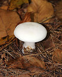 Foul Clitocybe - Clitocybe robusta All white mushroom that was approximately 6 cm tall. The gills had a slight yellow tint and ran down the stem a bit. The cap was dry and the margin was inrolled. Stem base was slightly enlarged. <br />
<br />
Habitat: Growing on the ground in a mixed forest - in an area dominated by conifers<br />
https://www.jungledragon.com/image/74429/foul_clitocybe_-_clitocybe_robusta.html Clitocybe robusta,Fall,Geotagged,United States,clitocybe,mushroom,white,white mushroom