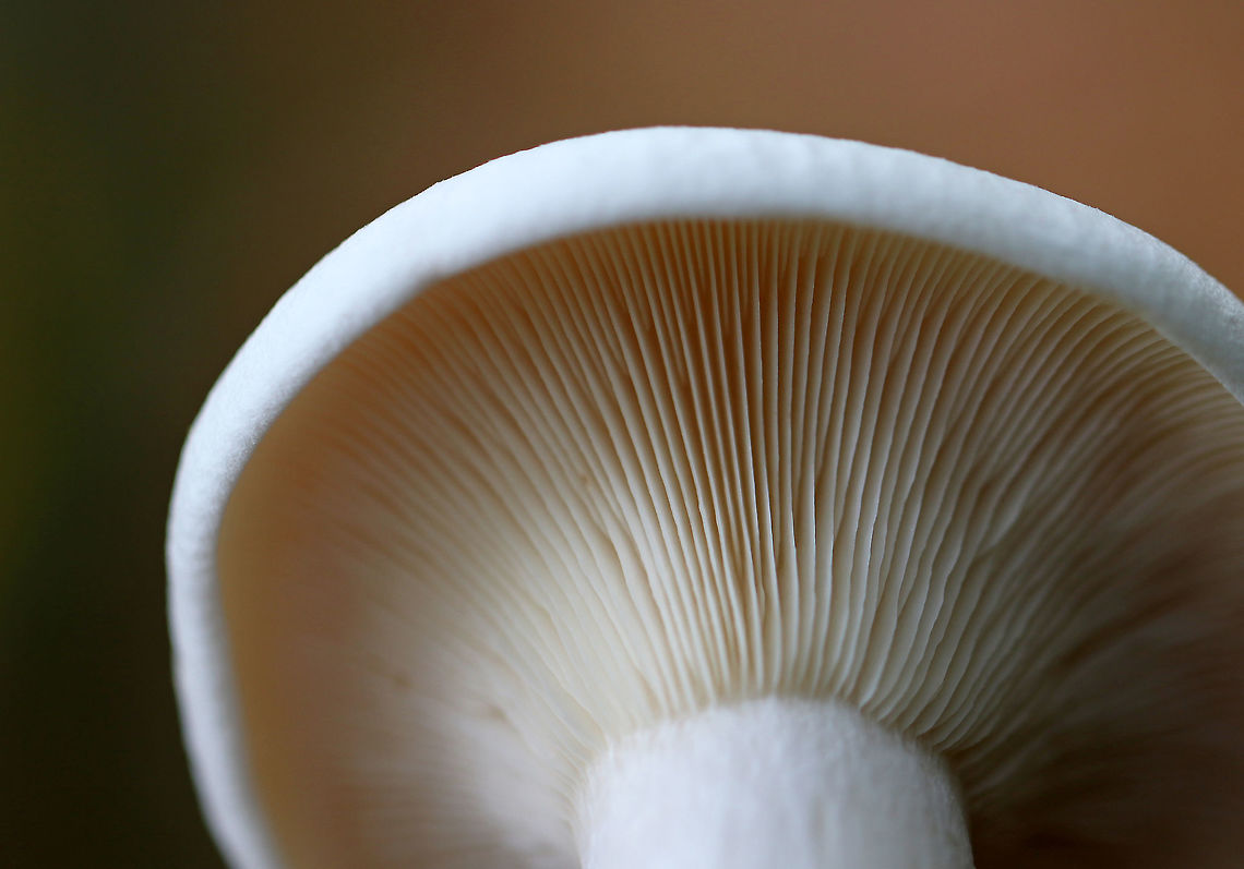 Foul Clitocybe - Clitocybe robusta All white mushroom that was approximately 6 cm tall. The gills had a slight yellow tint and ran down the stem a bit. The cap was dry and the margin was inrolled. Stem base was slightly enlarged. <br />
<br />
Habitat: Growing on the ground in a mixed forest - in an area dominated by conifers<br />
<figure class="photo"><a href="https://www.jungledragon.com/image/74428/foul_clitocybe_-_clitocybe_robusta.html" title="Foul Clitocybe - Clitocybe robusta"><img src="https://s3.amazonaws.com/media.jungledragon.com/images/3232/74428_thumb.jpg?AWSAccessKeyId=05GMT0V3GWVNE7GGM1R2&Expires=1767225610&Signature=1Gr8f6LvvUpyT%2B1CAZ%2F0sg7HH7Q%3D" width="124" height="152" alt="Foul Clitocybe - Clitocybe robusta All white mushroom that was approximately 6 cm tall. The gills had a slight yellow tint and ran down the stem a bit. The cap was dry and the margin was inrolled. Stem base was slightly enlarged. <br />
<br />
Habitat: Growing on the ground in a mixed forest - in an area dominated by conifers<br />
https://www.jungledragon.com/image/74429/foul_clitocybe_-_clitocybe_robusta.html Clitocybe robusta,Fall,Geotagged,United States,clitocybe,mushroom,white,white mushroom" /></a></figure> Clitocybe robusta,Fall,Geotagged,United States