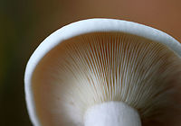 Foul Clitocybe - Clitocybe robusta All white mushroom that was approximately 6 cm tall. The gills had a slight yellow tint and ran down the stem a bit. The cap was dry and the margin was inrolled. Stem base was slightly enlarged. <br />
<br />
Habitat: Growing on the ground in a mixed forest - in an area dominated by conifers<br />
https://www.jungledragon.com/image/74428/foul_clitocybe_-_clitocybe_robusta.html Clitocybe robusta,Fall,Geotagged,United States