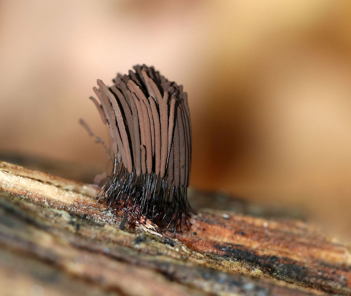 Tree Hair - Stemonitis splendens Tall, brown sporangia on thin stalks, which were growing in dense clusters on rotting wood. Each tuft was about 15 mm tall.<br />
<br />
Habitat: Decorticated, rotting wood in a mixed forest<br />
<figure class="photo"><a href="https://www.jungledragon.com/image/74431/tree_hair_-_stemonitis_splendens.html" title="Tree Hair - Stemonitis splendens"><img src="https://s3.amazonaws.com/media.jungledragon.com/images/3232/74431_thumb.jpg?AWSAccessKeyId=05GMT0V3GWVNE7GGM1R2&Expires=1770854410&Signature=udi9LuR9EJE%2BfW3guGxKHq0YbQ8%3D" width="200" height="154" alt="Tree Hair - Stemonitis splendens Tall, brown sporangia on thin stalks, which were growing in dense clusters on rotting wood. Each tuft was about 15 mm tall.<br />
<br />
Habitat: Decorticated, rotting wood in a mixed forest<br />
https://www.jungledragon.com/image/74430/tree_hair_-_stemonitis_splendens.html Chocolate tube slime mold,Fall,Geotagged,Stemonitis splendens,United States" /></a></figure> Chocolate tube slime mold,Fall,Geotagged,Stemonitis splendens,United States,slime mold,stemonitis,tree hair
