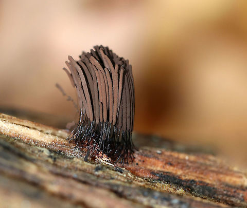 Tree Hair - Stemonitis splendens Tall, brown sporangia on thin stalks, which were growing in dense clusters on rotting wood. Each tuft was about 15 mm tall.

Habitat: Decorticated, rotting wood in a mixed forest
https://www.jungledragon.com/image/74431/tree_hair_-_stemonitis_splendens.html Chocolate tube slime mold,Fall,Geotagged,Stemonitis splendens,United States,slime mold,stemonitis,tree hair