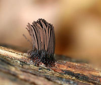 Tree Hair - Stemonitis splendens Tall, brown sporangia on thin stalks, which were growing in dense clusters on rotting wood. Each tuft was about 15 mm tall.<br />
<br />
Habitat: Decorticated, rotting wood in a mixed forest<br />
https://www.jungledragon.com/image/74431/tree_hair_-_stemonitis_splendens.html Chocolate tube slime mold,Fall,Geotagged,Stemonitis splendens,United States,slime mold,stemonitis,tree hair