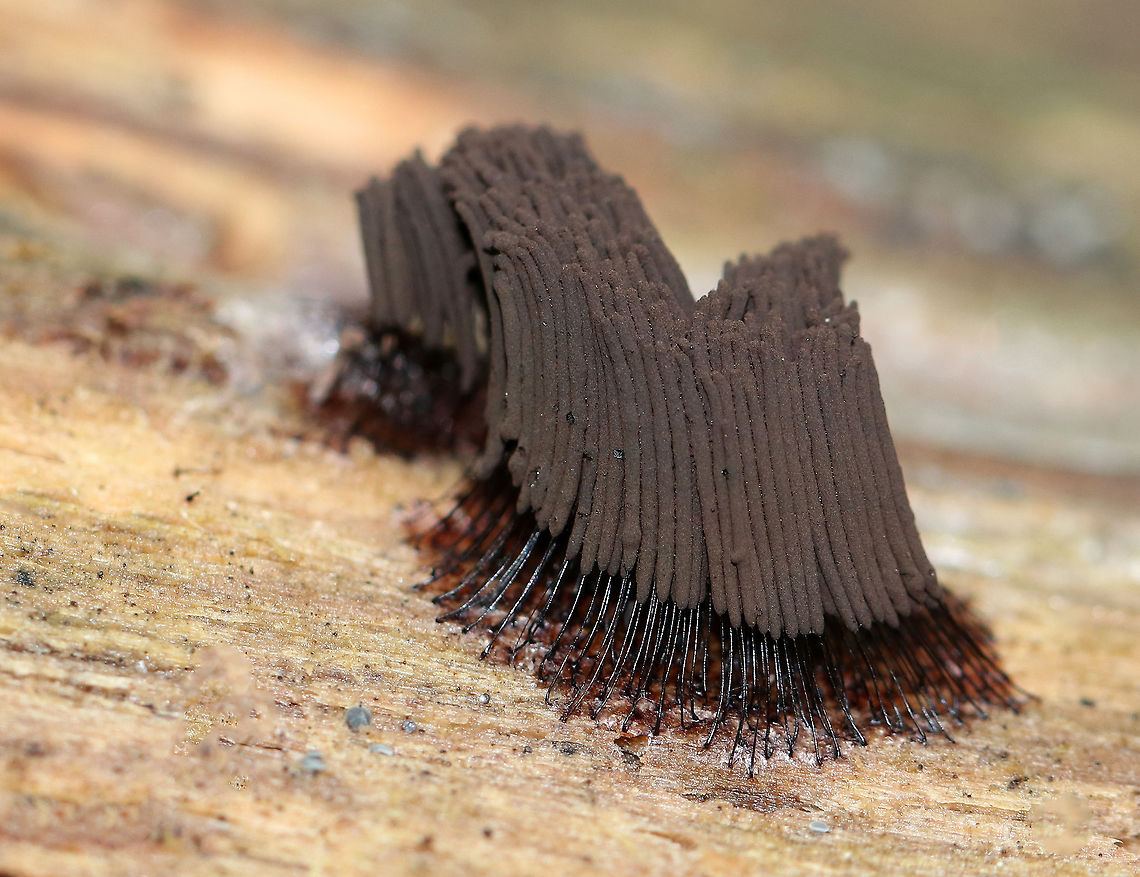 Tree Hair - Stemonitis splendens Tall, brown sporangia on thin stalks, which were growing in dense clusters on rotting wood. Each tuft was about 15 mm tall.<br />
<br />
Habitat: Decorticated, rotting wood in a mixed forest<br />
<figure class="photo"><a href="https://www.jungledragon.com/image/74430/tree_hair_-_stemonitis_splendens.html" title="Tree Hair - Stemonitis splendens"><img src="https://s3.amazonaws.com/media.jungledragon.com/images/3232/74430_thumb.jpg?AWSAccessKeyId=05GMT0V3GWVNE7GGM1R2&Expires=1770854410&Signature=LsGfJCUTQeQboVLiQ%2Fxy1fty%2FeI%3D" width="200" height="170" alt="Tree Hair - Stemonitis splendens Tall, brown sporangia on thin stalks, which were growing in dense clusters on rotting wood. Each tuft was about 15 mm tall.<br />
<br />
Habitat: Decorticated, rotting wood in a mixed forest<br />
https://www.jungledragon.com/image/74431/tree_hair_-_stemonitis_splendens.html Chocolate tube slime mold,Fall,Geotagged,Stemonitis splendens,United States,slime mold,stemonitis,tree hair" /></a></figure> Chocolate tube slime mold,Fall,Geotagged,Stemonitis splendens,United States