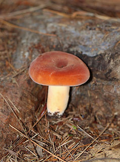 Lactifluus hygrophoroides Cap: Soft, fuzzy, indented, orange/reddish with inrolled margin

Gills: Attached, cream-colored, distant(?)

Stipe: Cream/yellowish with some light brown marks; white base

Latex: Copious

Habitat: Mixed forest; growing next to white pine roots
https://www.jungledragon.com/image/74433/lactifluus_hygrophoroides.html Fall,Geotagged,Lactifluus hygrophoroides,United States,lactifluus,mushroom