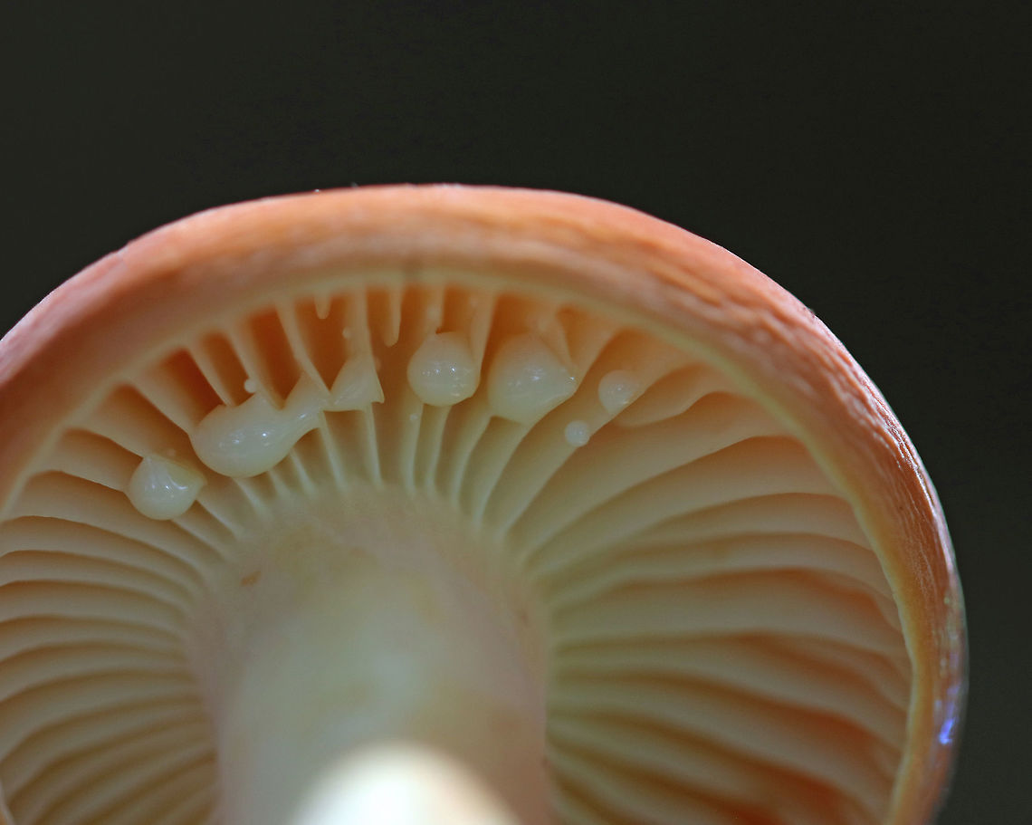 Lactifluus hygrophoroides Cap: Soft, fuzzy, indented, orange/reddish with inrolled margin<br />
<br />
Gills: Attached, cream-colored, distant(?)<br />
<br />
Stipe: Cream/yellowish with some light brown marks; white base<br />
<br />
Latex: Copious<br />
<br />
Habitat: Mixed forest; growing next to white pine roots<br />
<figure class="photo"><a href="https://www.jungledragon.com/image/74432/lactifluus_hygrophoroides.html" title="Lactifluus hygrophoroides"><img src="https://s3.amazonaws.com/media.jungledragon.com/images/3232/74432_thumb.jpg?AWSAccessKeyId=05GMT0V3GWVNE7GGM1R2&Expires=1759968010&Signature=97GoWFHGQ7OquiSgd1XBHw9TMCQ%3D" width="114" height="152" alt="Lactifluus hygrophoroides Cap: Soft, fuzzy, indented, orange/reddish with inrolled margin<br />
<br />
Gills: Attached, cream-colored, distant(?)<br />
<br />
Stipe: Cream/yellowish with some light brown marks; white base<br />
<br />
Latex: Copious<br />
<br />
Habitat: Mixed forest; growing next to white pine roots<br />
https://www.jungledragon.com/image/74433/lactifluus_hygrophoroides.html Fall,Geotagged,Lactifluus hygrophoroides,United States,lactifluus,mushroom" /></a></figure> Fall,Geotagged,Lactifluus hygrophoroides,United States