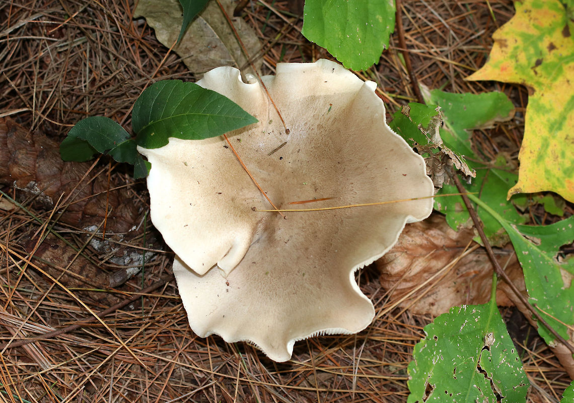 Clouded Agaric - Clitocybe nebularis Cap: ~10 cm wide; brownish gray; irregular/wavy margin; dry; finely hairy<br />
<br />
Gills: Attached; creamy<br />
<br />
Stem: similar to cap; dry; enlarged base<br />
<br />
Habitat: Mixed forest with white pine and tulip poplar as the closest trees<br />
<figure class="photo"><a href="https://www.jungledragon.com/image/74435/clouded_agaric_-_clitocybe_nebularis.html" title="Clouded Agaric - Clitocybe nebularis"><img src="https://s3.amazonaws.com/media.jungledragon.com/images/3232/74435_thumb.jpg?AWSAccessKeyId=05GMT0V3GWVNE7GGM1R2&Expires=1767225610&Signature=tYLmUQG6VDVRqlI22XxbgSqkjIw%3D" width="200" height="142" alt="Clouded Agaric - Clitocybe nebularis Cap: ~10 cm wide; brownish gray; irregular/wavy margin; dry; finely hairy<br />
<br />
Gills: Attached; creamy<br />
<br />
Stem: similar to cap; dry; enlarged base<br />
<br />
Habitat: Mixed forest with white pine and tulip poplar as the closest trees<br />
https://www.jungledragon.com/image/74434/clouded_agaric_-_clitocybe_nebularis.html Clitocybe nebularis,Fall,Geotagged,United States" /></a></figure> Clitocybe nebularis,Fall,Geotagged,United States,clitocybe,clouded agaric