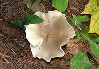Clouded Agaric - Clitocybe nebularis Cap: ~10 cm wide; brownish gray; irregular/wavy margin; dry; finely hairy<br />
<br />
Gills: Attached; creamy<br />
<br />
Stem: similar to cap; dry; enlarged base<br />
<br />
Habitat: Mixed forest with white pine and tulip poplar as the closest trees<br />
https://www.jungledragon.com/image/74435/clouded_agaric_-_clitocybe_nebularis.html Clitocybe nebularis,Fall,Geotagged,United States,clitocybe,clouded agaric
