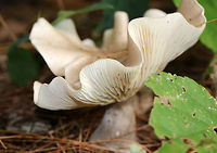 Clouded Agaric - Clitocybe nebularis Cap: ~10 cm wide; brownish gray; irregular/wavy margin; dry; finely hairy<br />
<br />
Gills: Attached; creamy<br />
<br />
Stem: similar to cap; dry; enlarged base<br />
<br />
Habitat: Mixed forest with white pine and tulip poplar as the closest trees<br />
https://www.jungledragon.com/image/74434/clouded_agaric_-_clitocybe_nebularis.html Clitocybe nebularis,Fall,Geotagged,United States