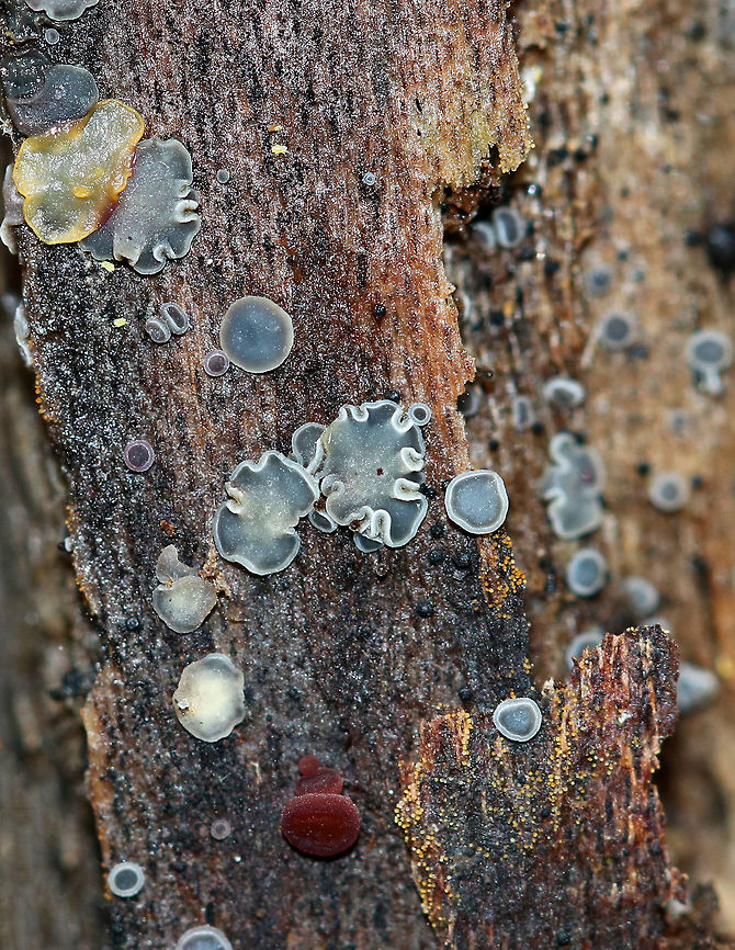 Grey Disco - Mollisia cinerea Blue-gray fruiting bodies with white-colored margins. They were 0.5-2 mm wide.<br />
<br />
Habitat: Decorticated, rotting wood; mixed forest Fall,Geotagged,Grey disco,Mollisia,Mollisia cinerea,United States