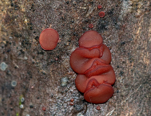 Jelly Drops - Ascocoryne sarcoides Reddish purple fruiting bodies growing in a cluster. They were about 1 cm wide. 

Habitat: Growing on a decorticated, rotten log in a mixed forest

Notes: This fungus contains the bioactive, antibiotic compound ascocorynin, which has been shown to inhibit the growth of several Gram-positive bacteria. Ascocoryne,Ascocoryne sarcoides,Fall,Geotagged,Jelly Drops,United States,red
